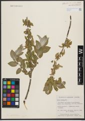 Foto von Salix syrticola Fernald